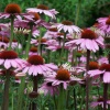 Echinacea at Hyde Hall