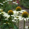 White Echinacea