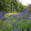 Agapanthus at Hyde Hall