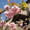 Blossom in the Cloister Garth