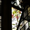 Magnolia through a Cloister window