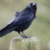 Carrion Crow
