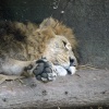 London Zoo