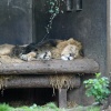 London Zoo