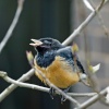 London Zoo