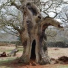 An Ancient Oak