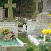Cat in graveyard