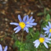 Blue daisy