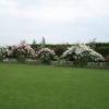 Roses at Hyde Hall