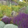The Dry Garden