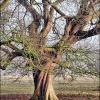 Tree at the Abbey