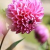 Dahlia