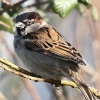 Another Sparrow