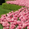 Tulips in Long Garden, Cliveden