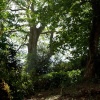 In the trees.