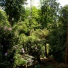 The jungle.
