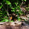 Robin on log.