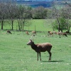 Deer at Broadway Tower