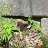 Nesting moorhen