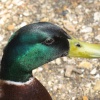 Mallard drake