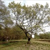 Man walking on Wimbeldon Common