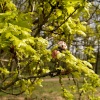 Flowering oak tree, Wimbledon Common