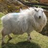 A Beautifull Welsh Sheep.