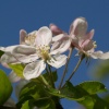 Apple blossom, Steeple Claydon, Bucks