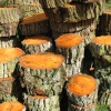 Logs