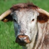 English Longhorn