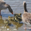 Hornsea Mere Goose chicks