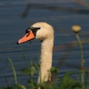 Swan at Welton Waters