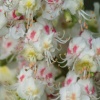 Horse Chestnut tree flowers, Middle Claydon, Bucks