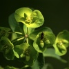 Wood Spurge, Bernwood Forest, Oakley, Bucks.