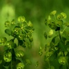 Wood Spurge, Bernwood Forest, Oakley, Bucks