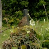 Song Thrush on a gravestone in Old Town Church graveyard.