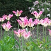 Tulips at Hyde Hall