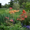 Azaleas and Gunneras around the Pond