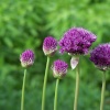 Alliums