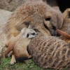 Meerkat babies