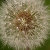 Dandelion gone to seed, Steeple Claydon, Bucks
