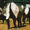 Concrete Cows in Midsummer Place