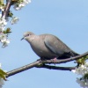 Dove at Eastcote village