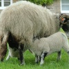 Hutton le Hole