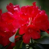 Azaleas