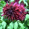 Stunning Dahlia