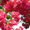 Red Roses