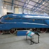 Mallard