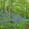 Bluebells
