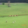 The hairy cows in the Highlands